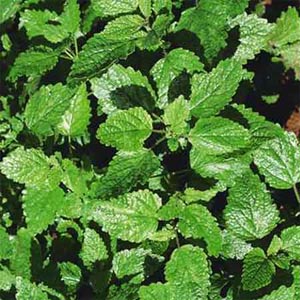 Lemon balm Melissa officinalis